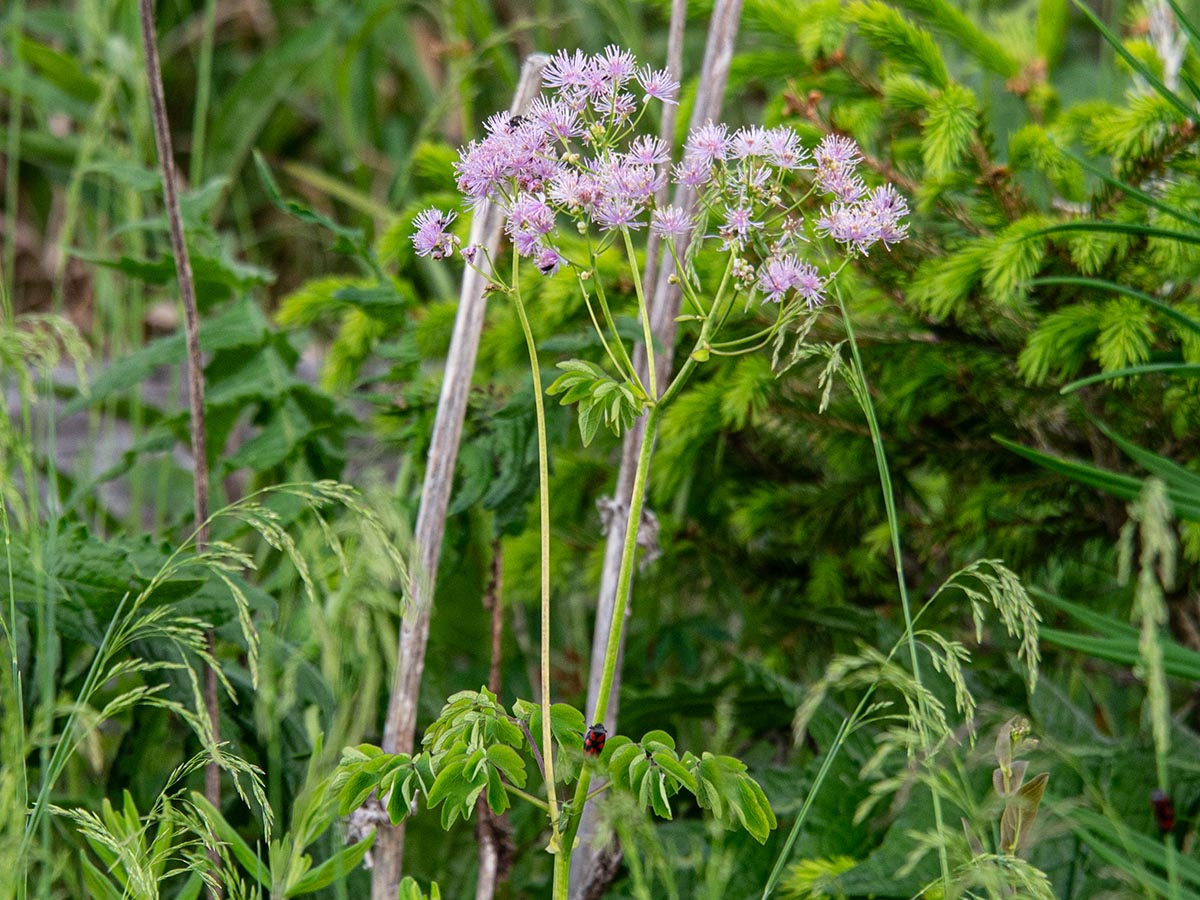 mit violetten Staubf&auml;den